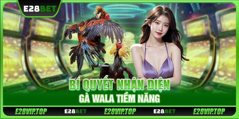 Bí quyết nhận diện gà Wala tiềm năng