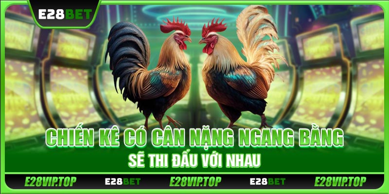 Chiến kê có cân nặng ngang bằng sẽ thi đấu với nhau