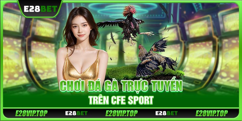 Chơi đá gà trực tuyến trên CFE Sport