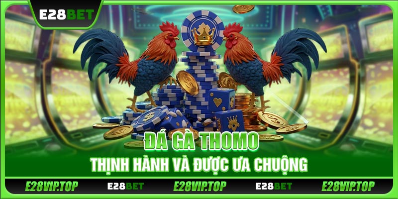 Đá gà Thomo thịnh hành và được ưa chuộng
