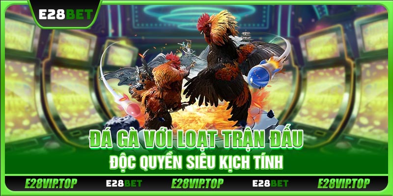 Đá gà với loạt trận đấu độc quyền siêu kịch tính