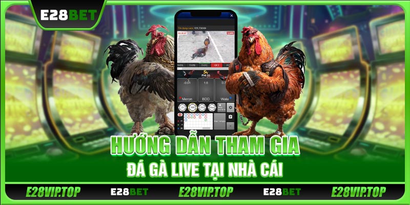 Hướng dẫn tham gia đá gà live tại nhà cái