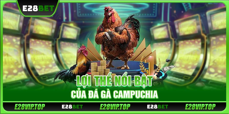 Lợi thế nổi bật của đá gà Campuchia