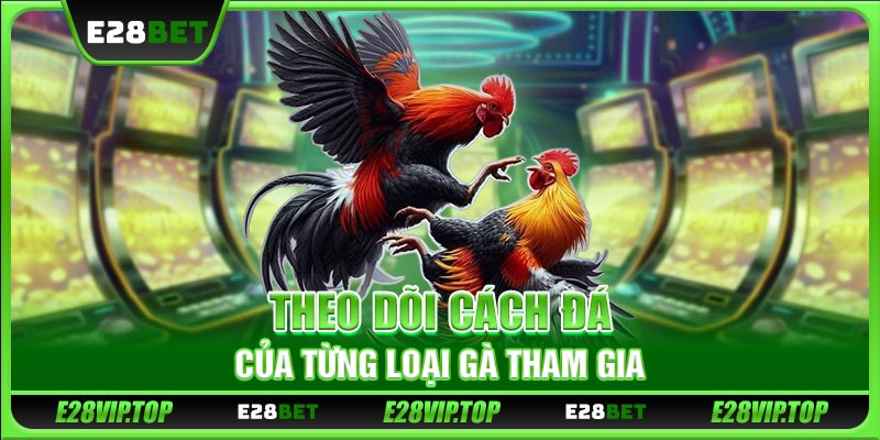 Theo dõi cách đá của từng loại gà tham gia