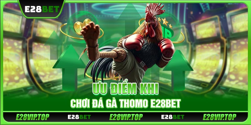 Ưu điểm khi chơi đá gà Thomo E28BET